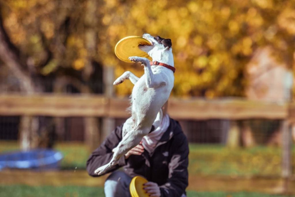 フリスビーをキャッチする犬